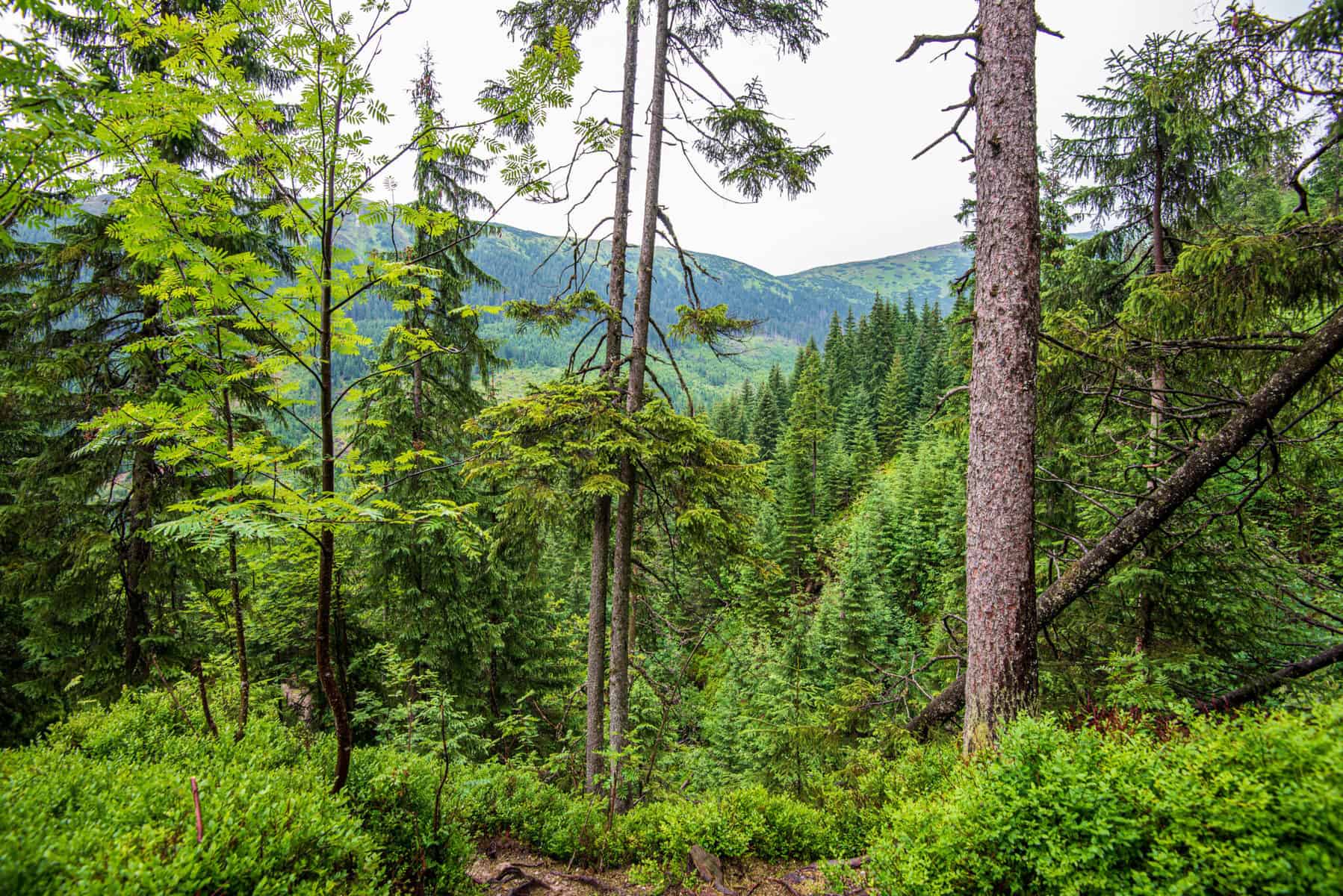 Can You Sleep In A Toyota RAV4? Four Wheel Trends