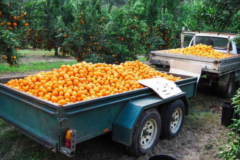 What is the Difference Between LT and NonLT Tires? Four Wheel Trends