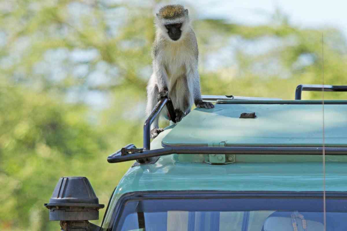 How Much Weight Can A Jeep Roof Rack Hold 1 1 How Much Weight Can A Jeep Roof Rack Hold? How To Hold More!