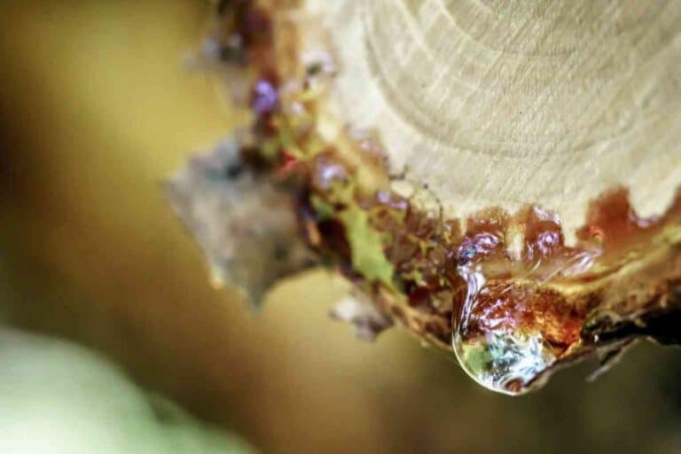 4 Easy Ways To Remove Tree Sap From A Car Window Four Wheel Trends