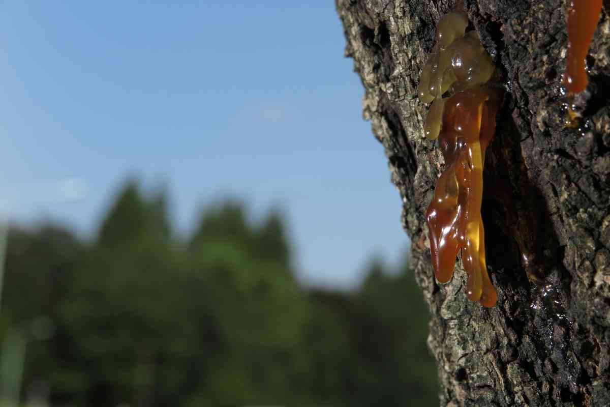 Remove Tree Sap From A Car Window 1 4 Easy Ways To Remove Tree Sap From A Car Window